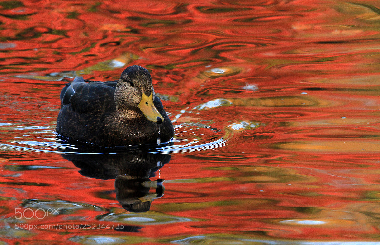 Canon EOS 7D sample photo. Red pond photography