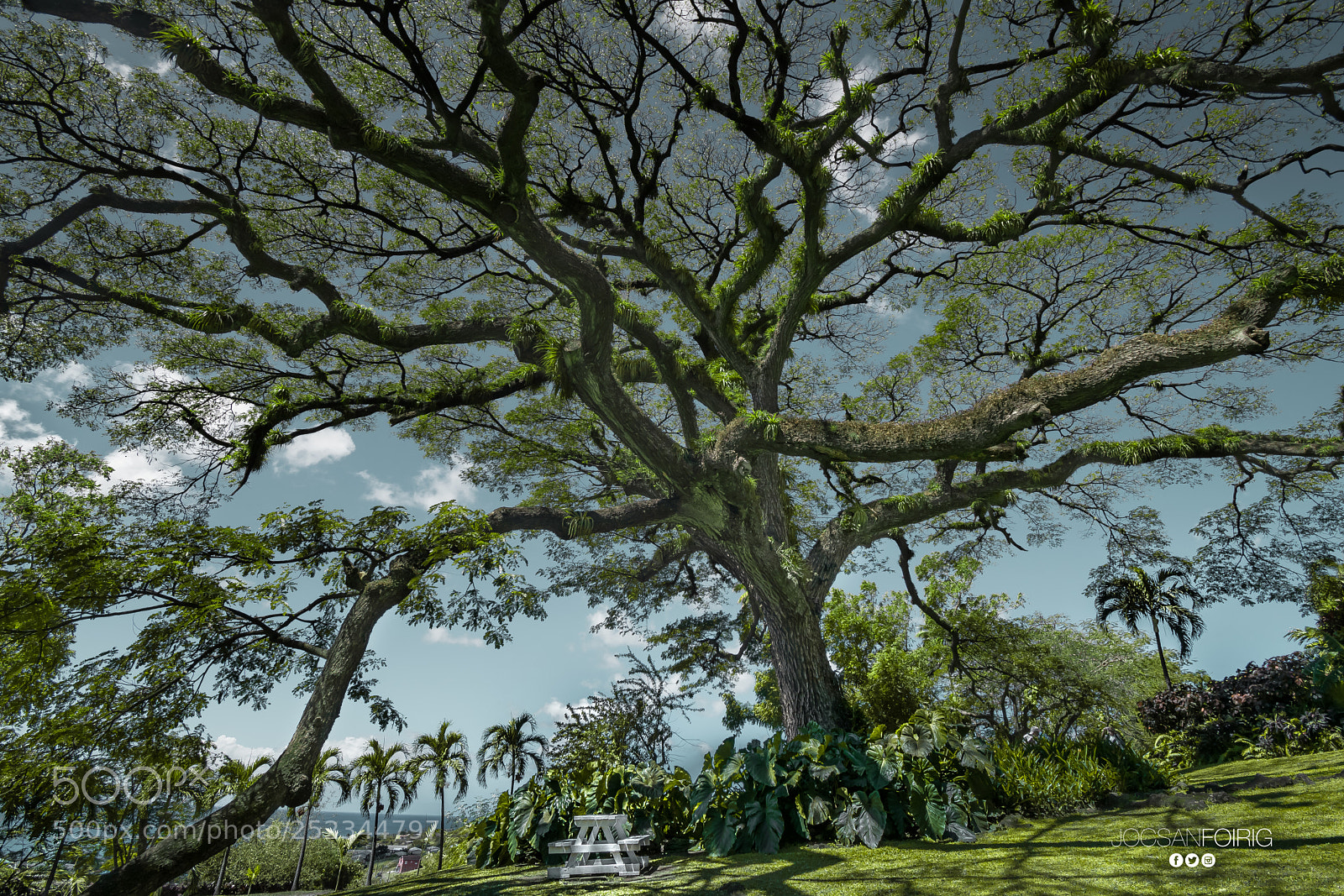 Nikon D5300 sample photo. Tree of life photography