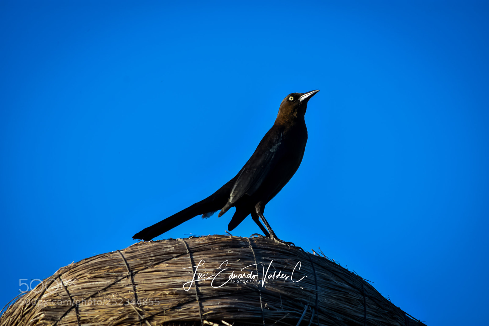 Nikon D7200 sample photo. Blue day photography