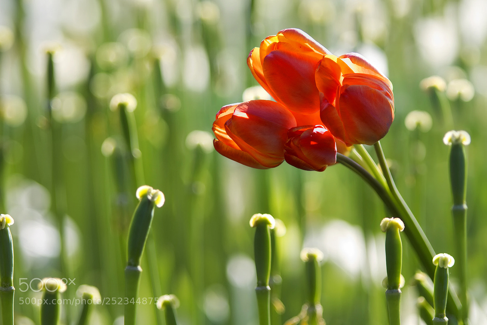 Canon EOS 7D sample photo. Lale photography