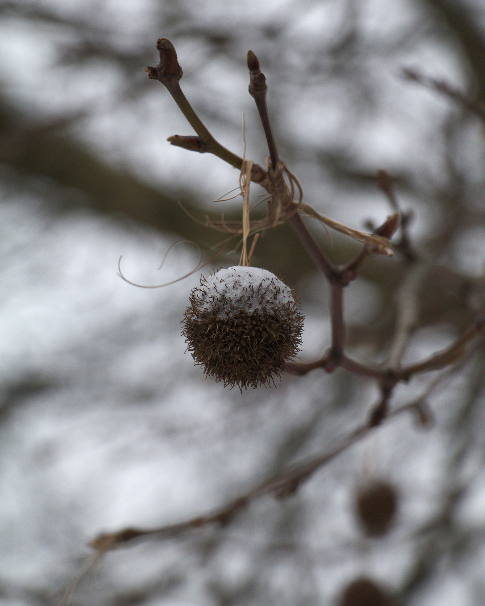 Canon EOS 80D sample photo. Snow-ball photography
