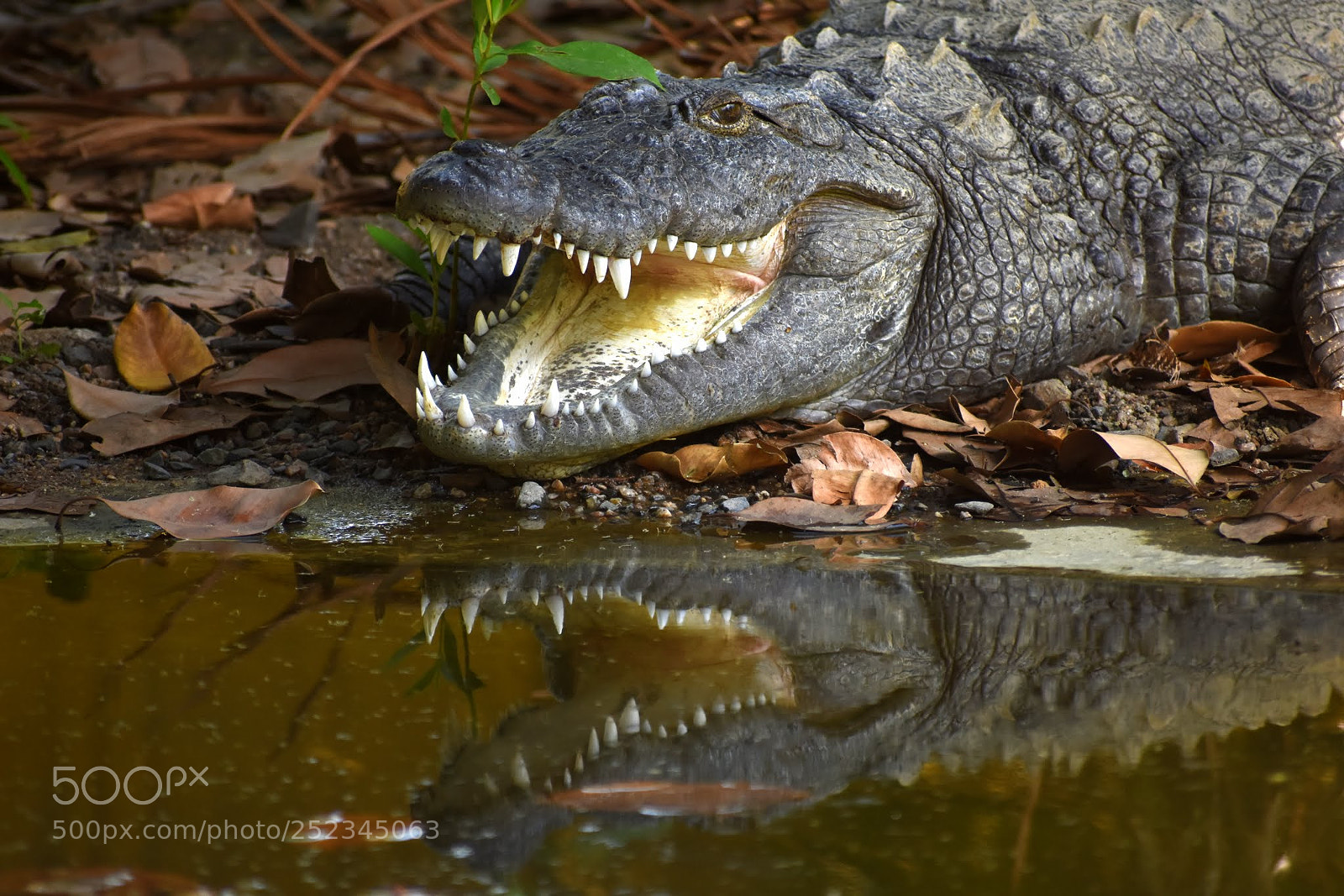 Nikon D7200 sample photo. Crocodile photography