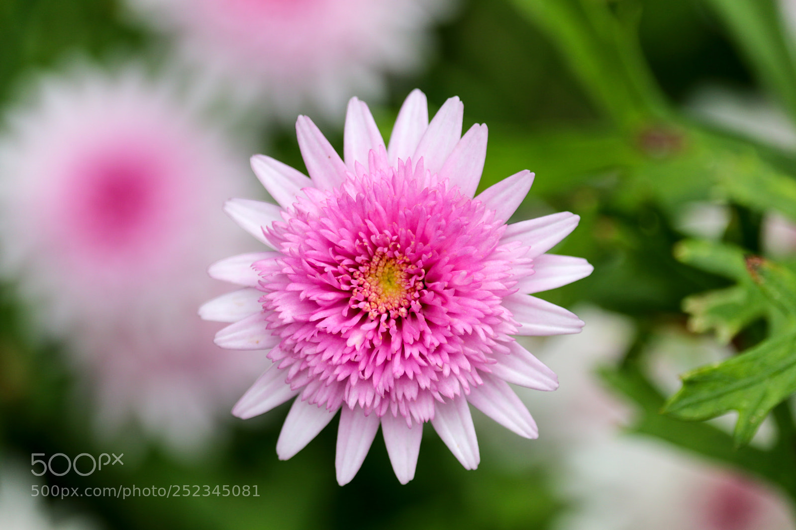 Canon EOS 80D sample photo. Pink flower photography