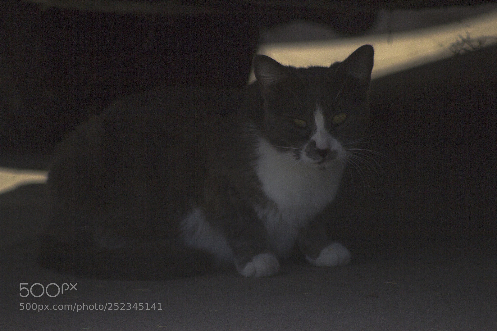 Canon EOS 600D (Rebel EOS T3i / EOS Kiss X5) sample photo. Hotrode cat photography