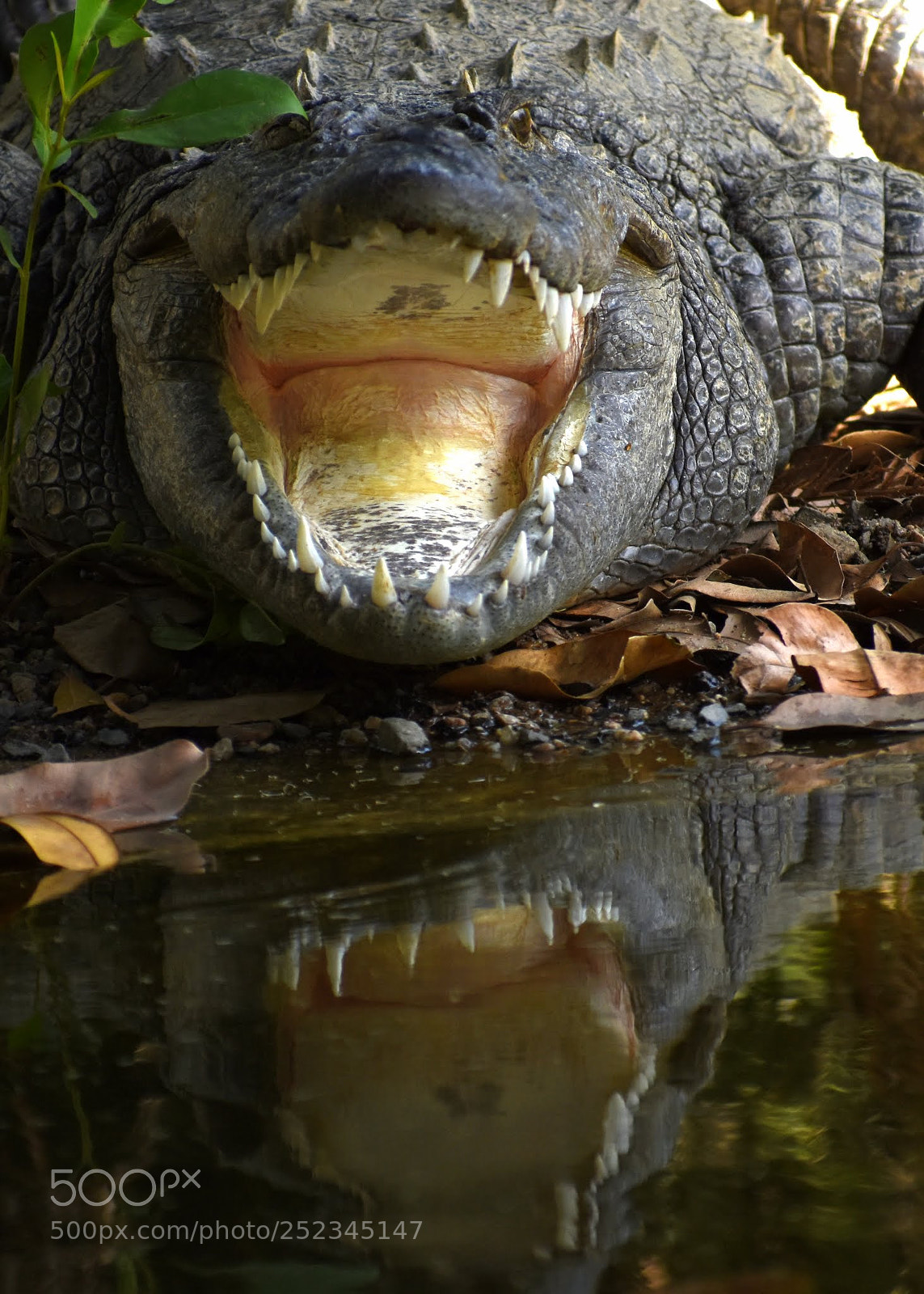 Nikon D7200 sample photo. Crocodile photography