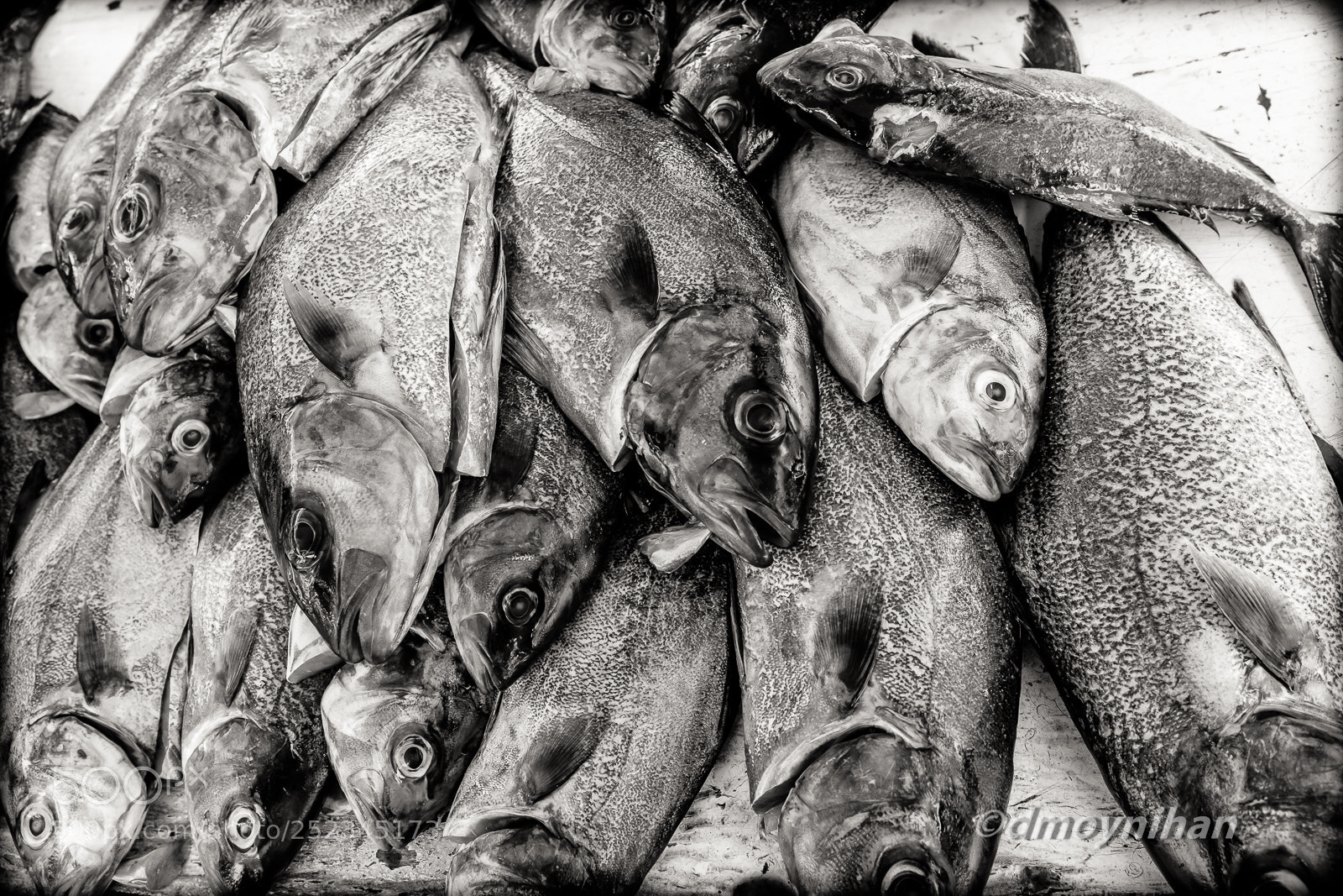 Fujifilm X100F sample photo. Fish bw photography