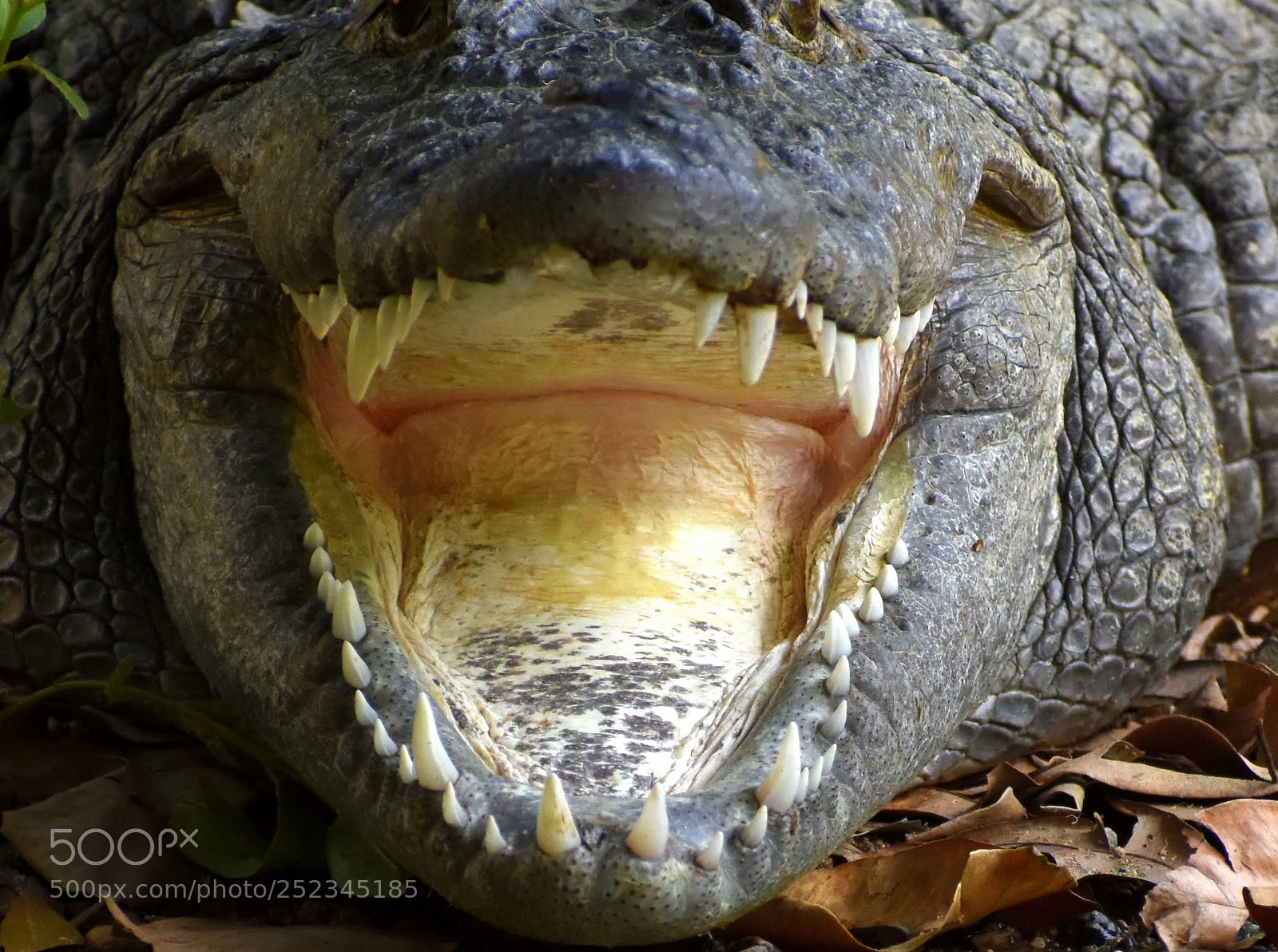 Nikon D7200 sample photo. Crocodile photography