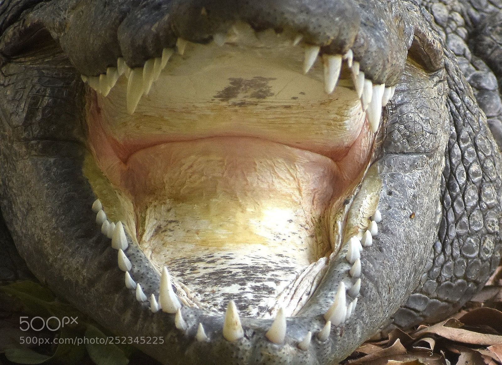 Nikon D7200 sample photo. Crocodile photography