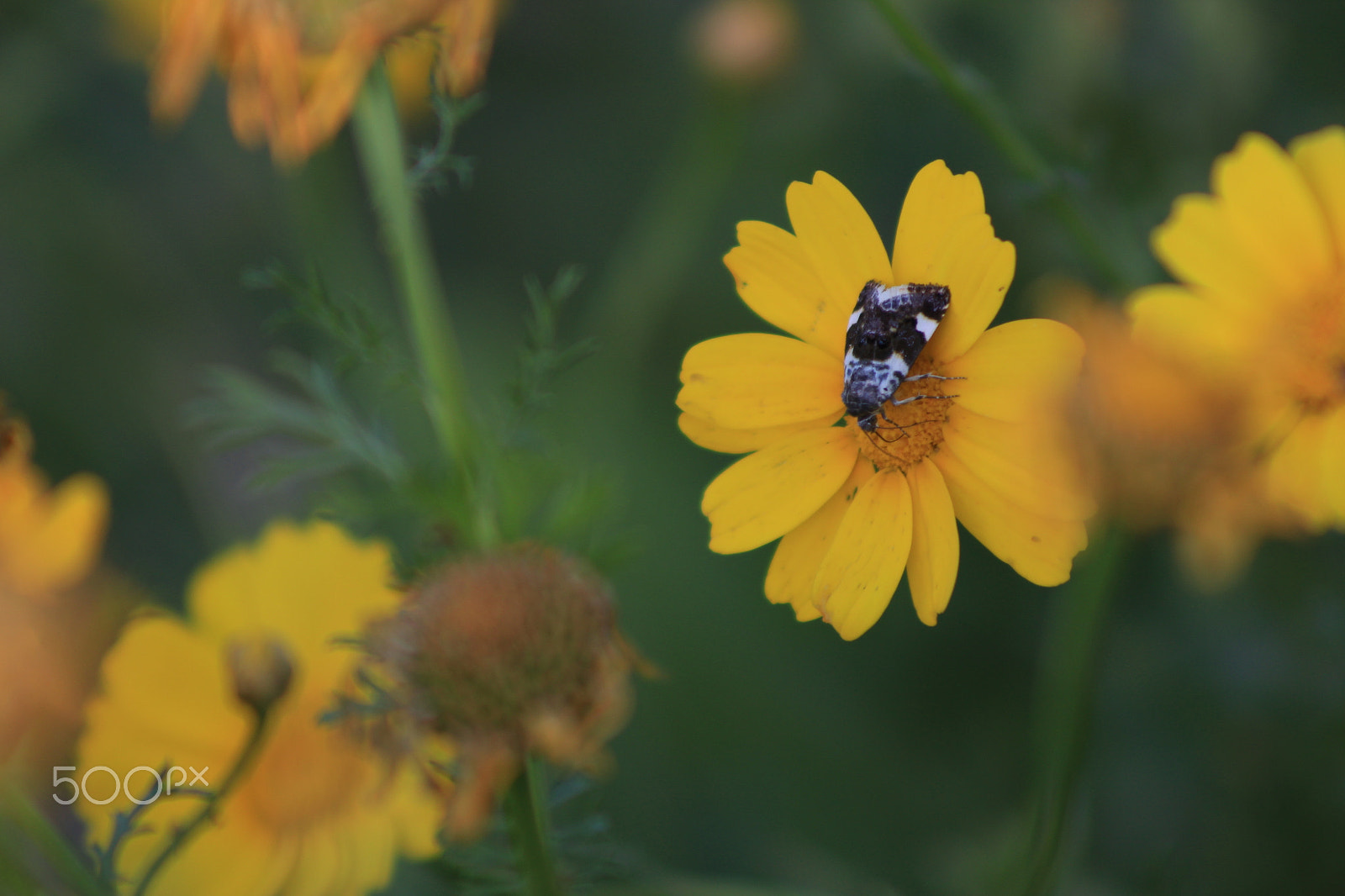 Canon EF 75-300mm f/4-5.6 sample photo. Moth photography