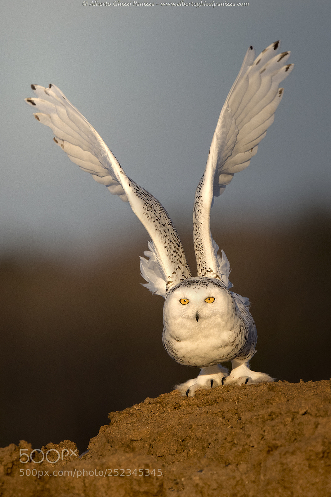 Nikon D850 sample photo. The momentum before take-off photography