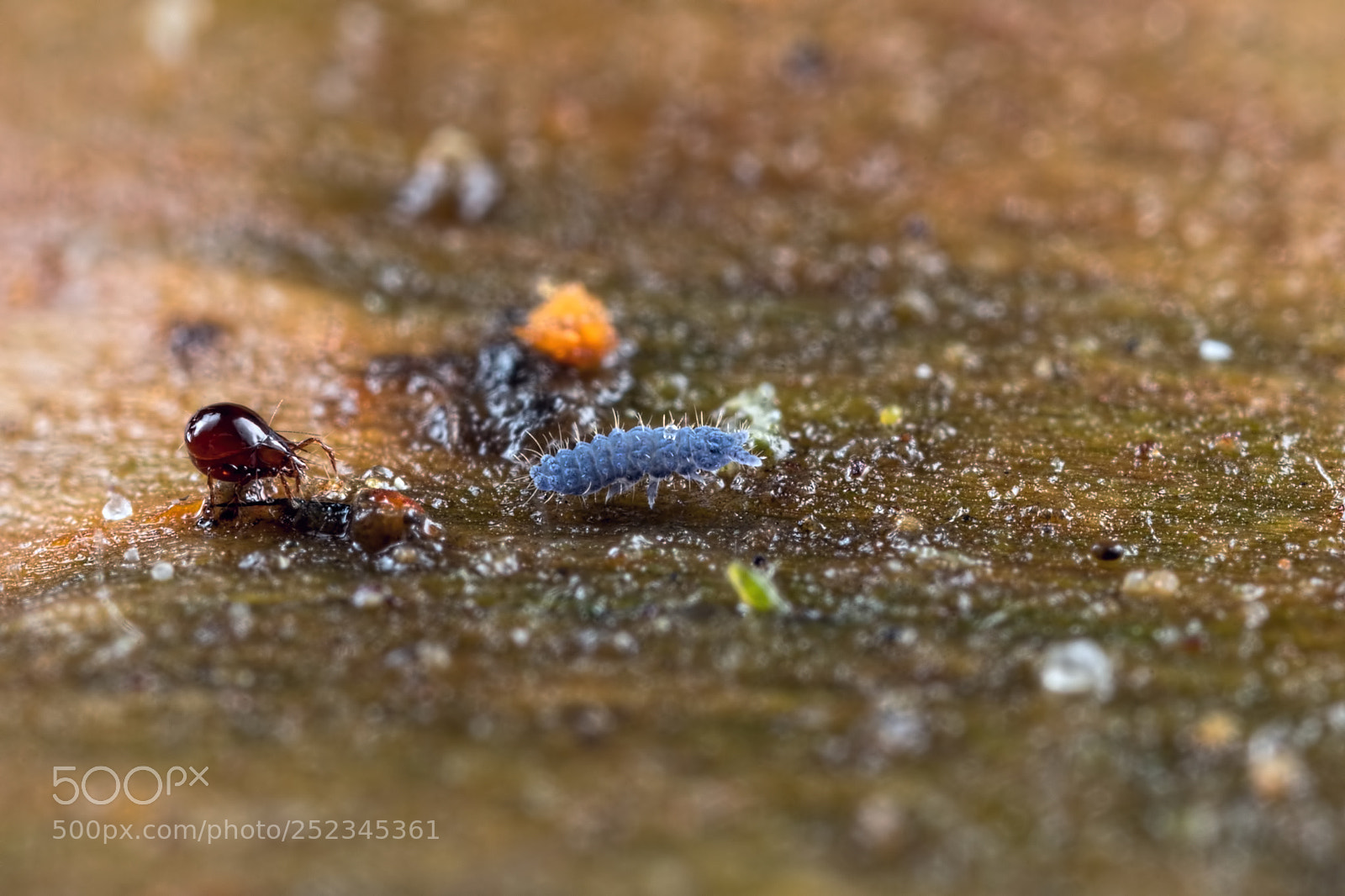 Canon EOS 5D Mark IV sample photo. The mite and the photography