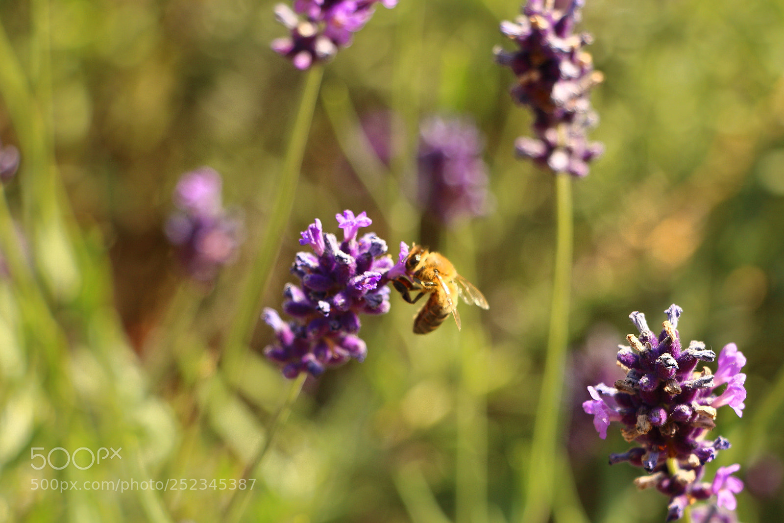 Canon EOS 70D sample photo. Bee feeding from a photography