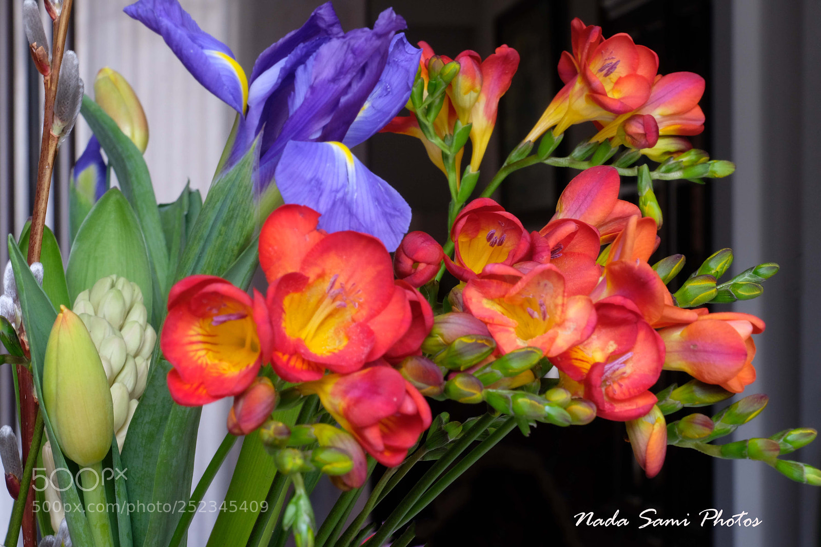 Fujifilm X-T2 sample photo. Iris and freesia  photography