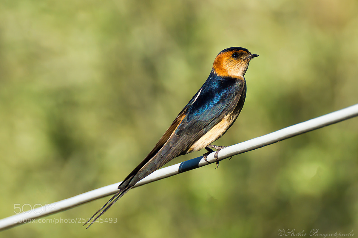 Sony SLT-A77 sample photo. Barn swallow photography