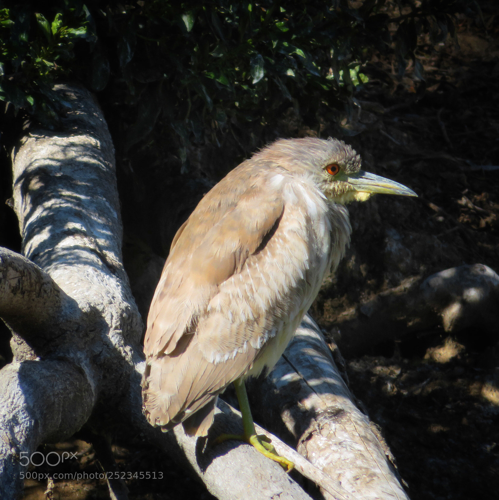 Canon PowerShot SX720 HS sample photo. Juvenile night heron  photography