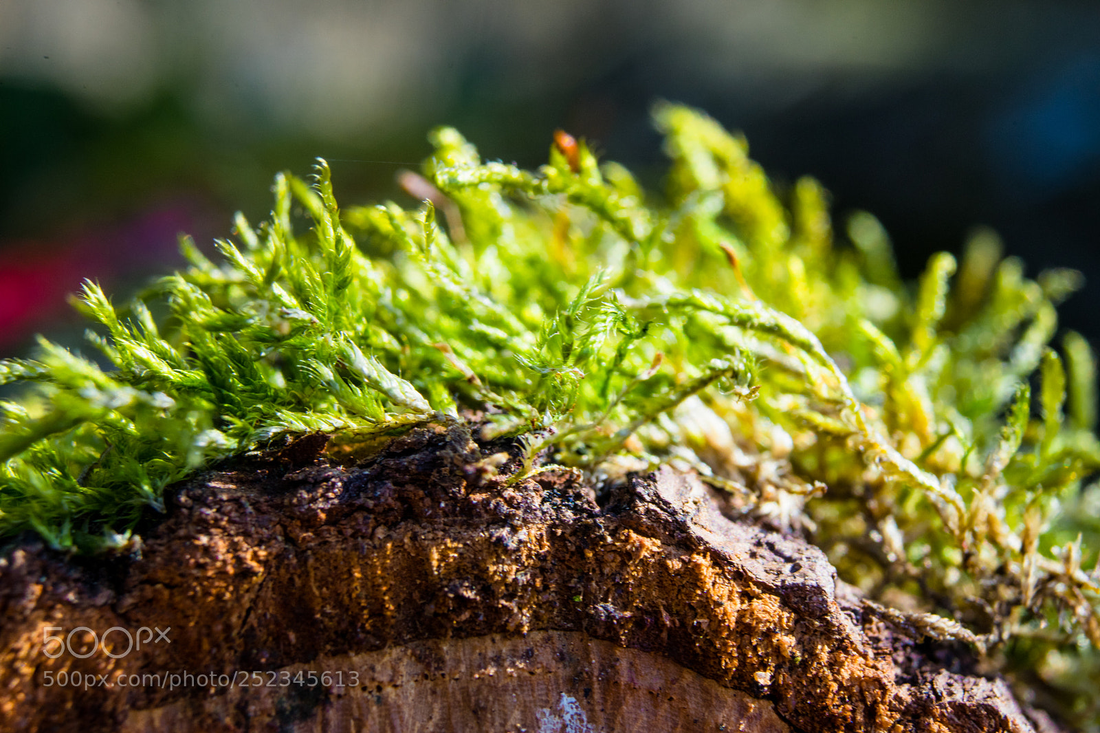 Sony a7 sample photo. Wood - macro - 3 photography