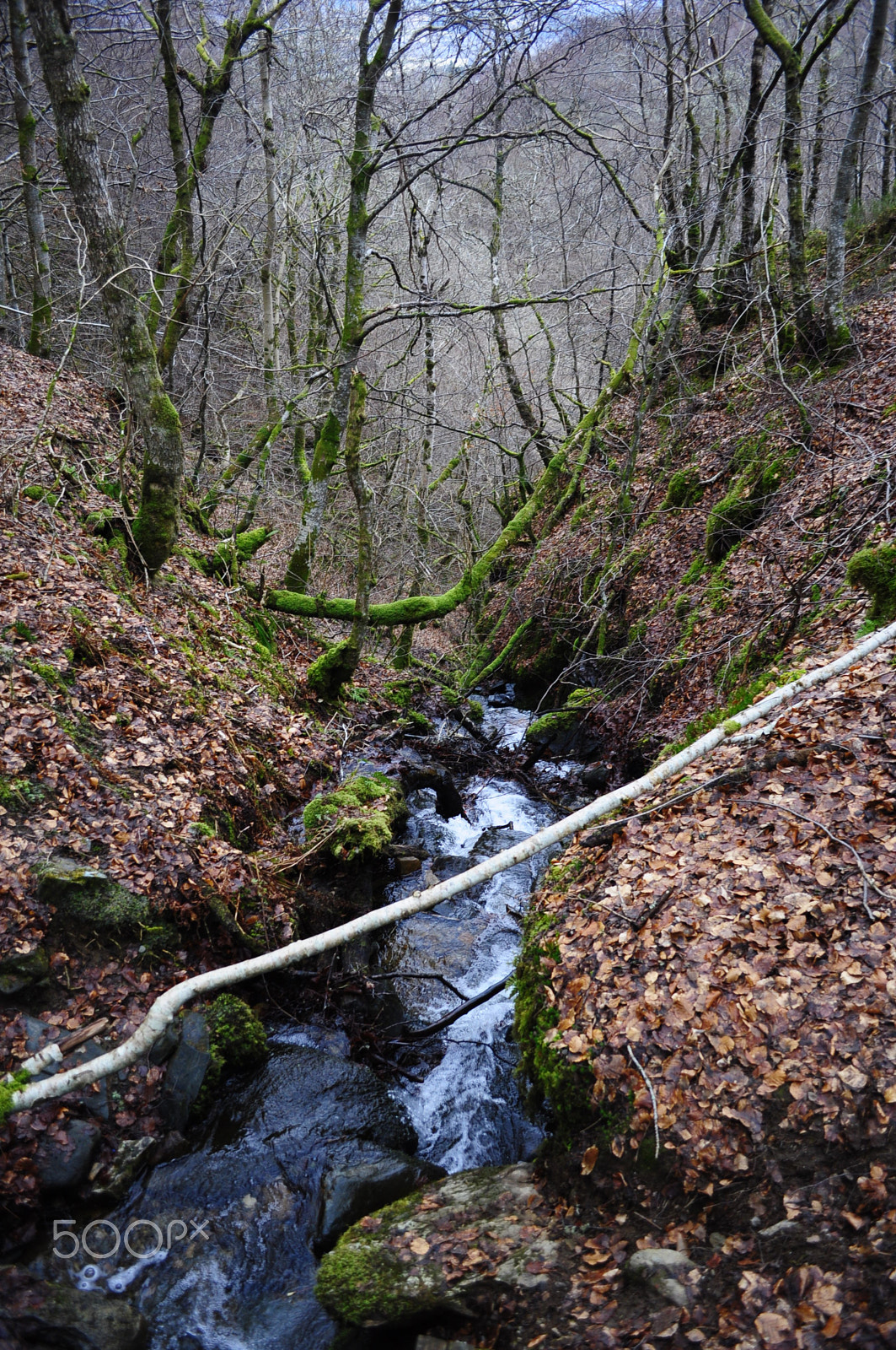 Nikon D90 sample photo. Birks of aberfeldy photography