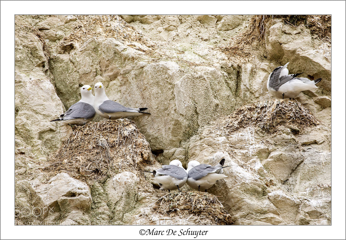 Canon EOS 5D Mark IV sample photo. Gull colony photography