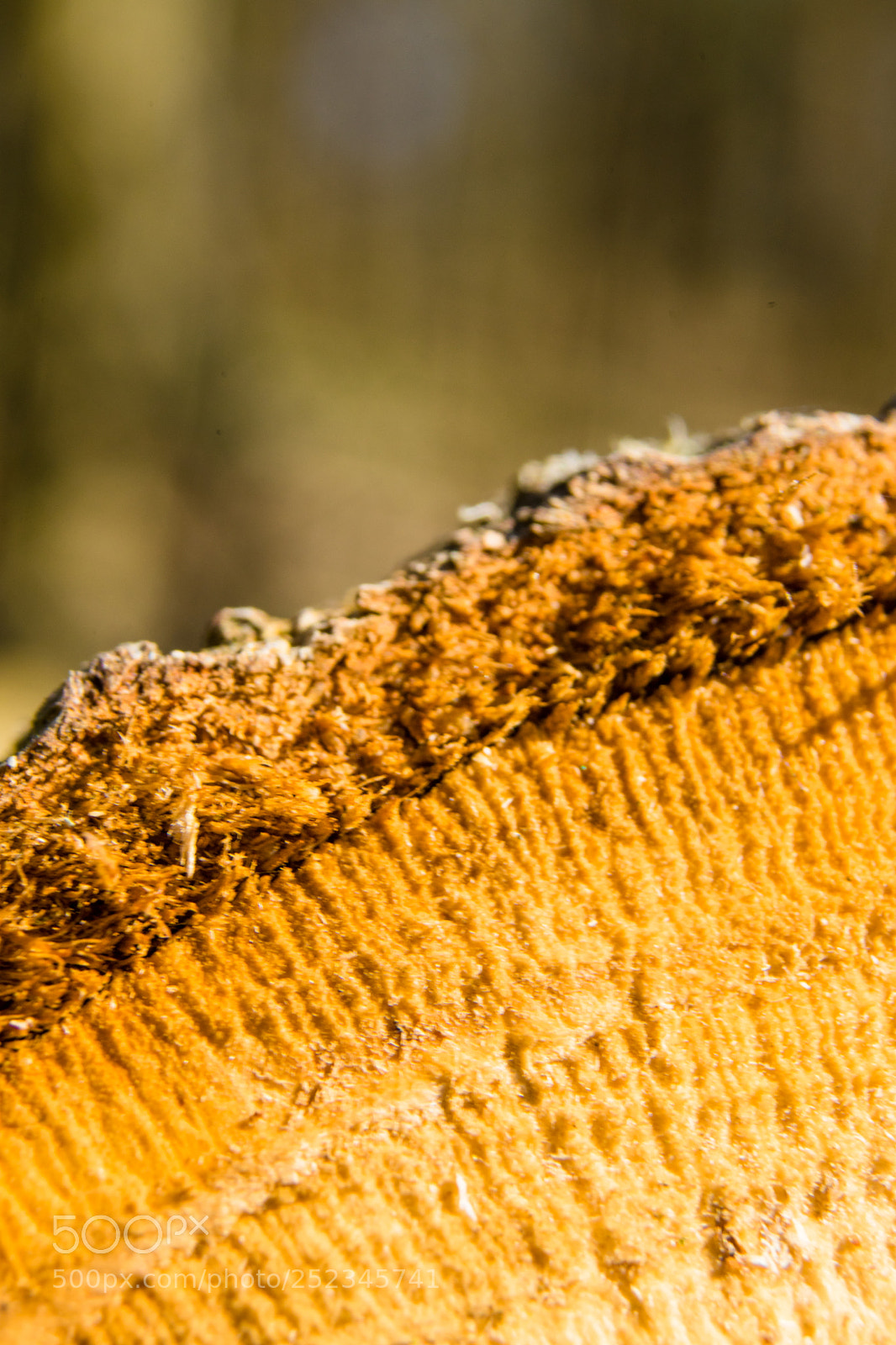 Sony a7 sample photo. Wood - macro - 2 photography