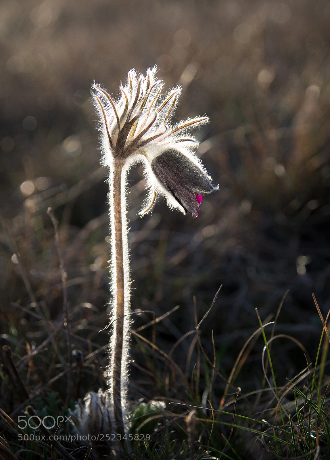 Nikon D7100 sample photo. Pulsatilla photography