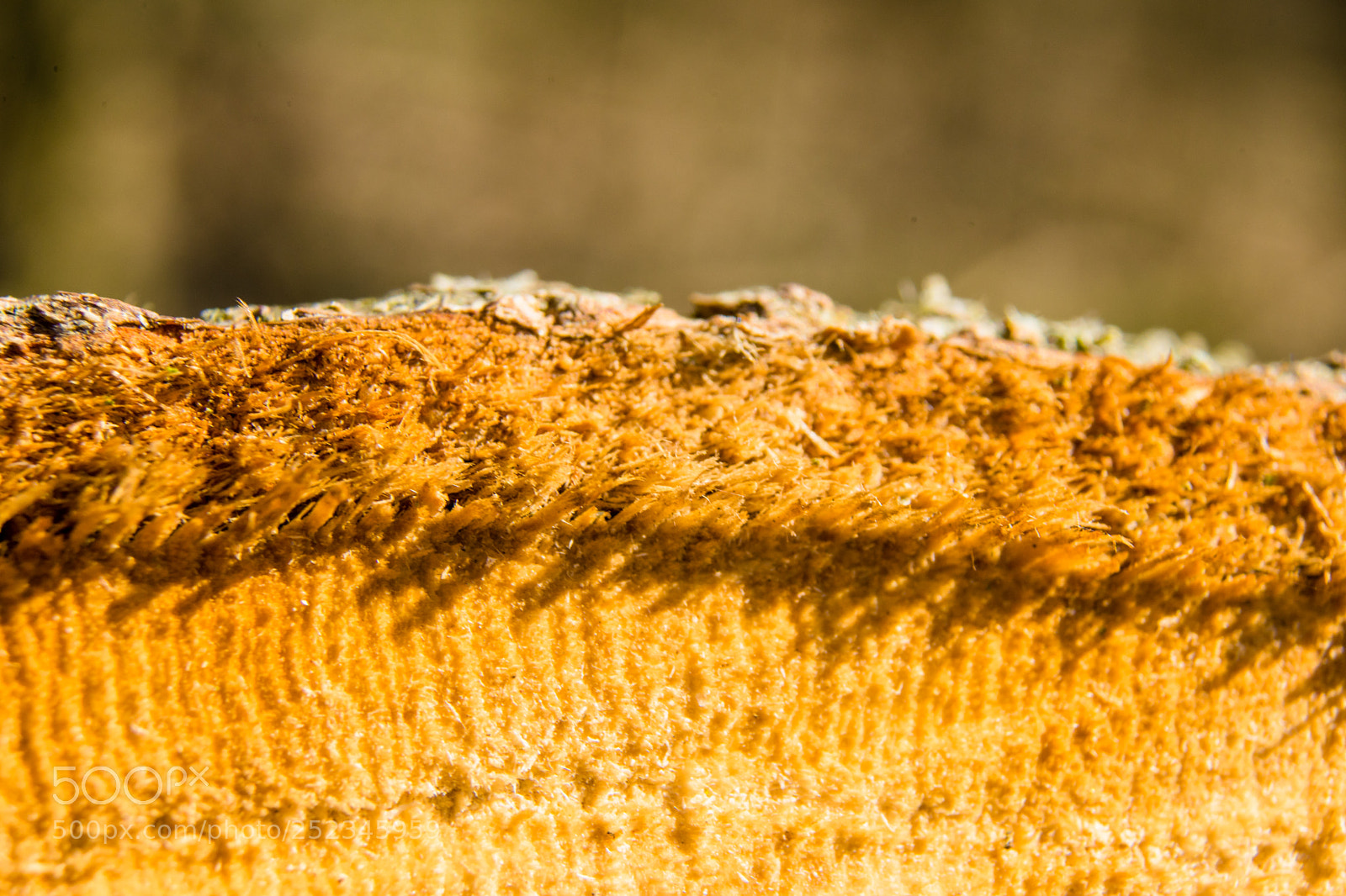 Sony a7 sample photo. Wood - macro - 1 photography