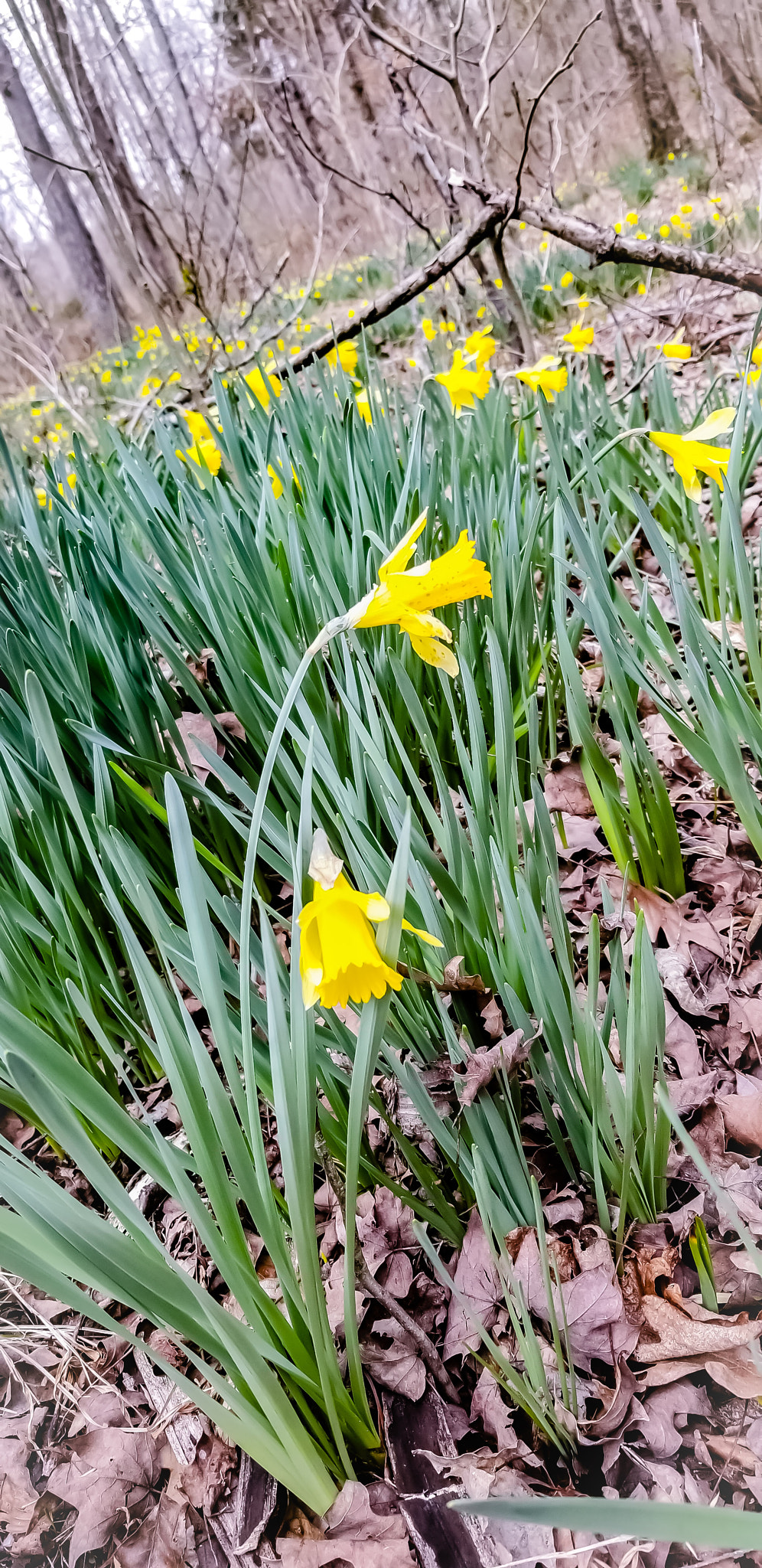 Samsung Galaxy S8 Active sample photo. New life photography