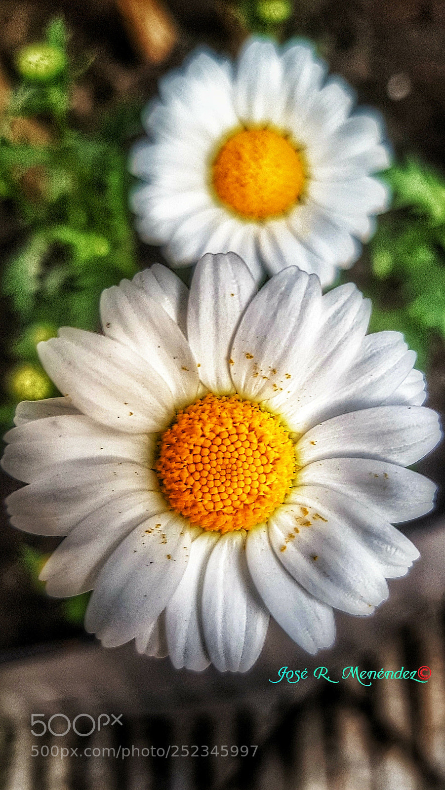 Samsung Galaxy S7 Edge sample photo. Untitled photography