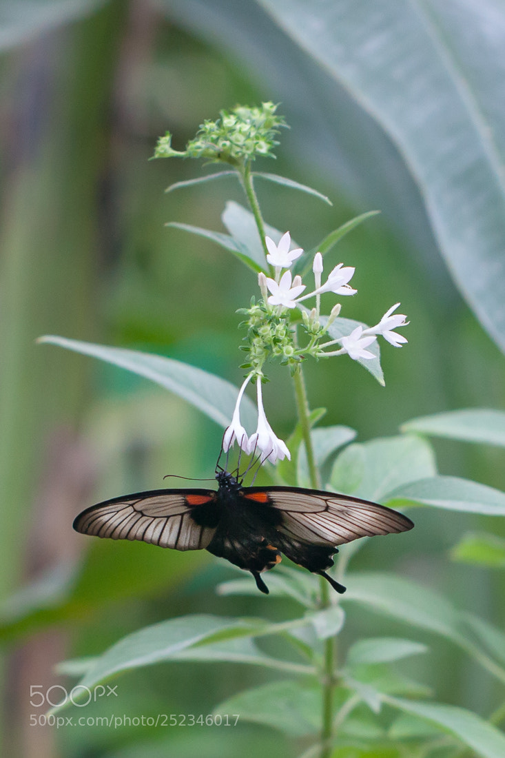 Canon EOS 5D Mark II sample photo. Butterfly on a flower photography