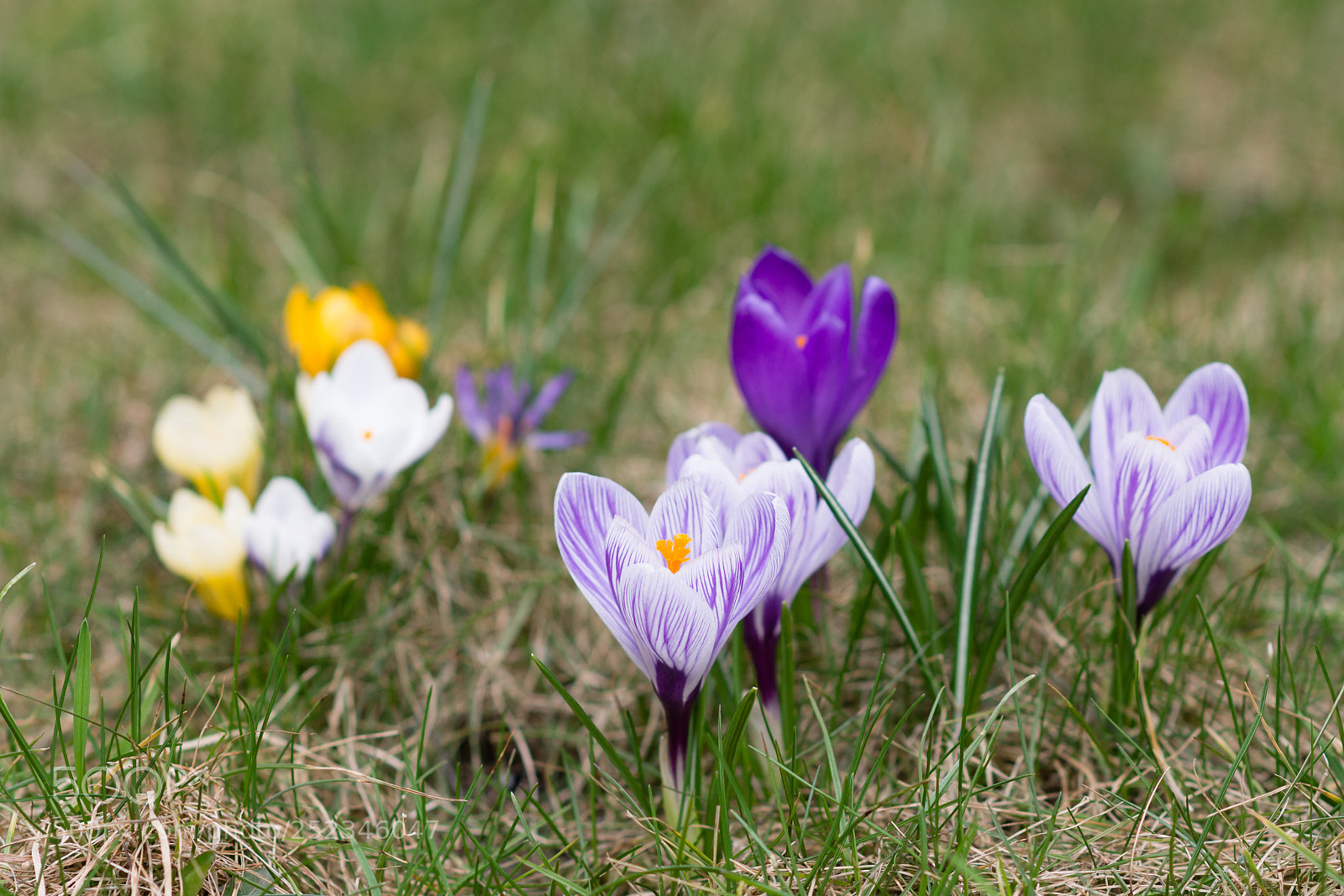 Nikon D7200 sample photo. Spring is coming (1) photography