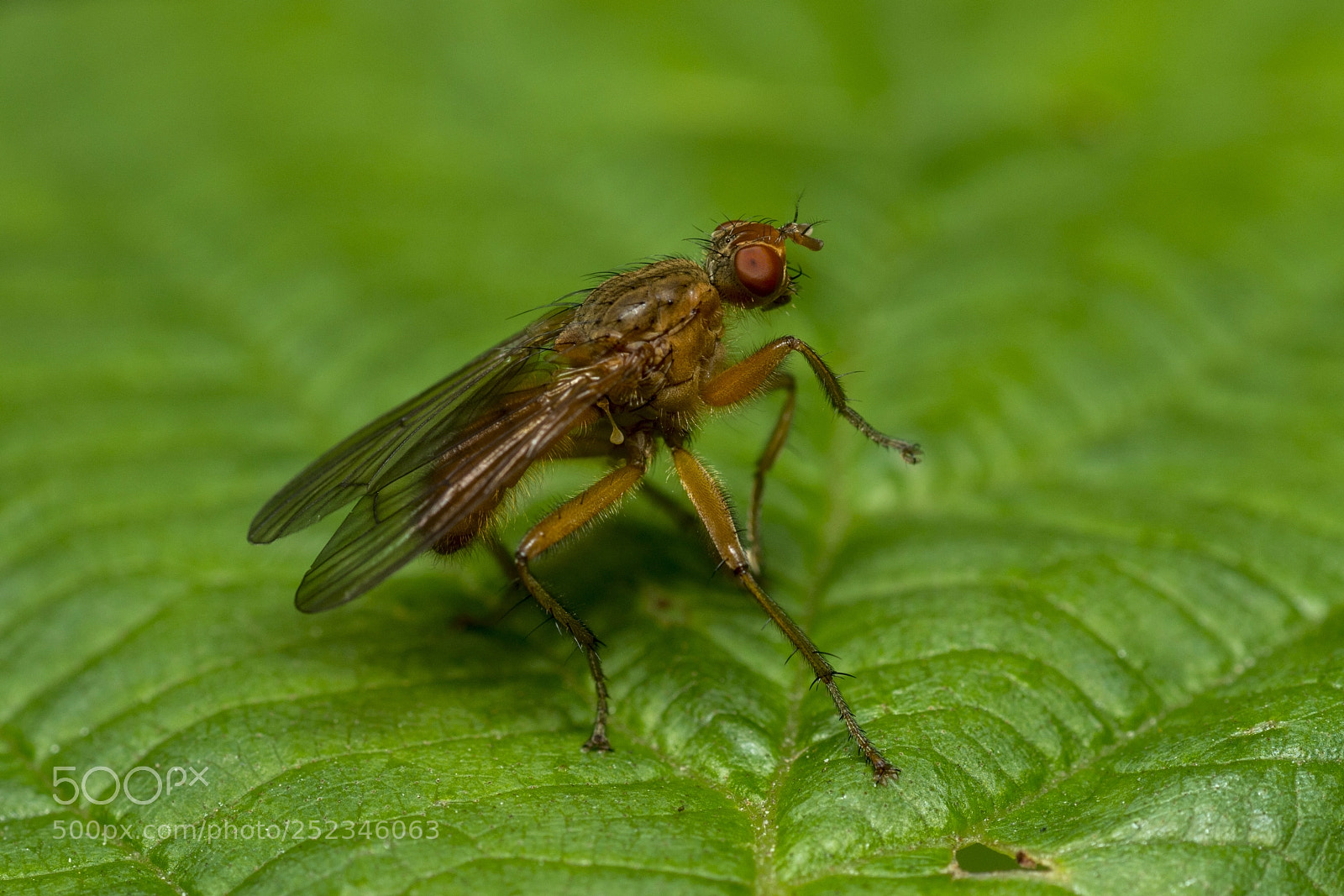 Nikon D800E sample photo. Red fly photography