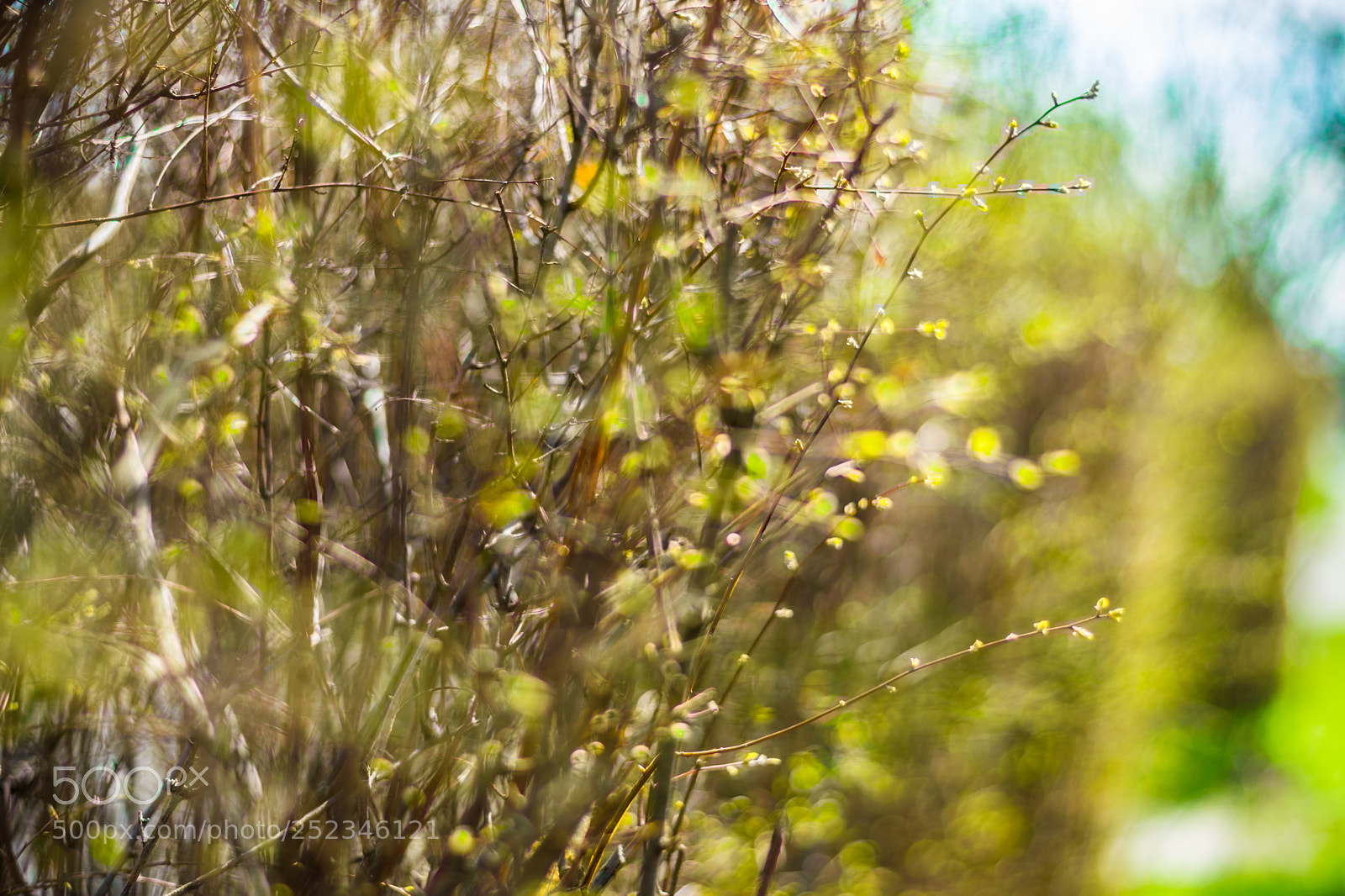 Nikon D3400 sample photo. Bushes photography