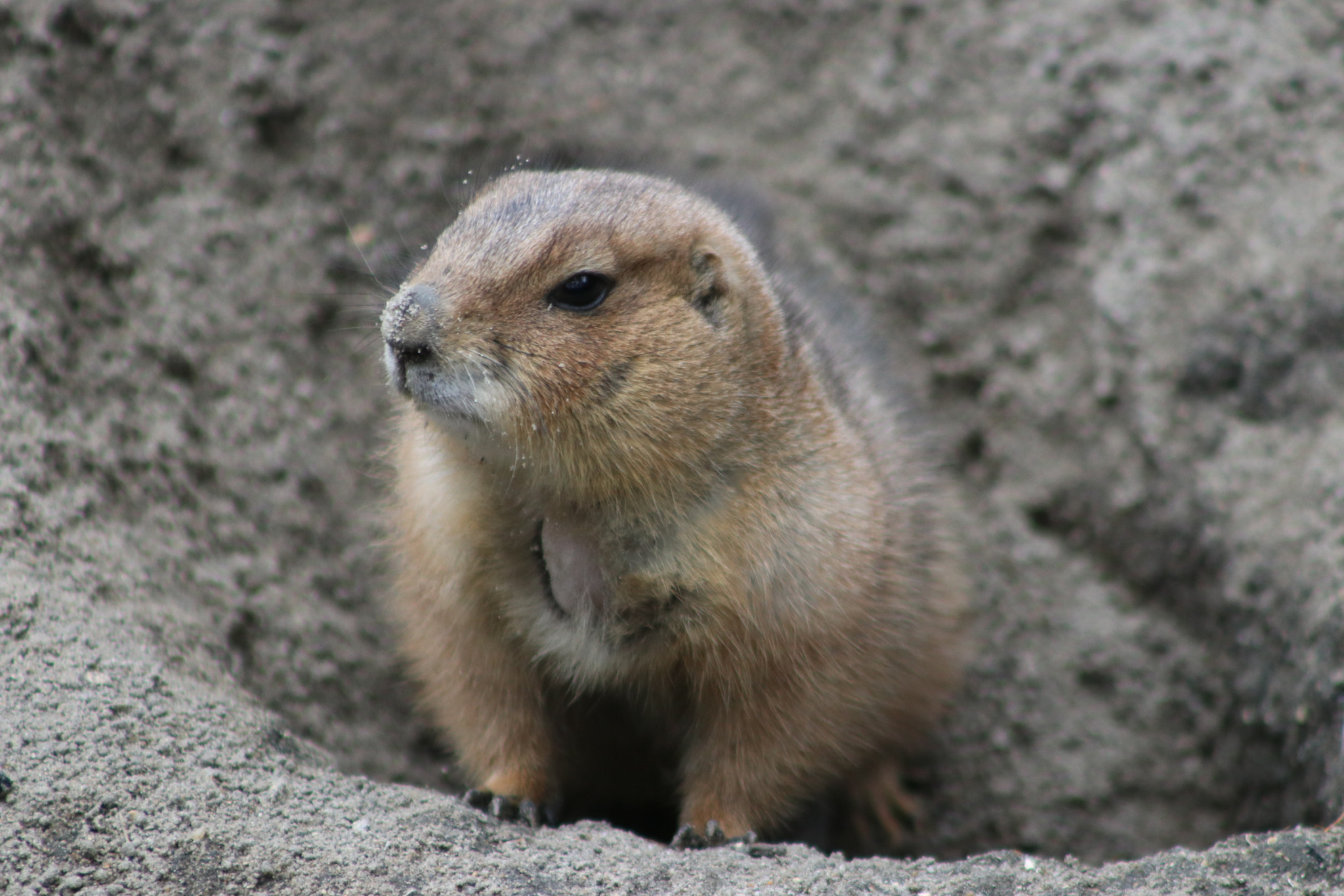 Canon EF 75-300mm f/4-5.6 sample photo. Spring yet? photography