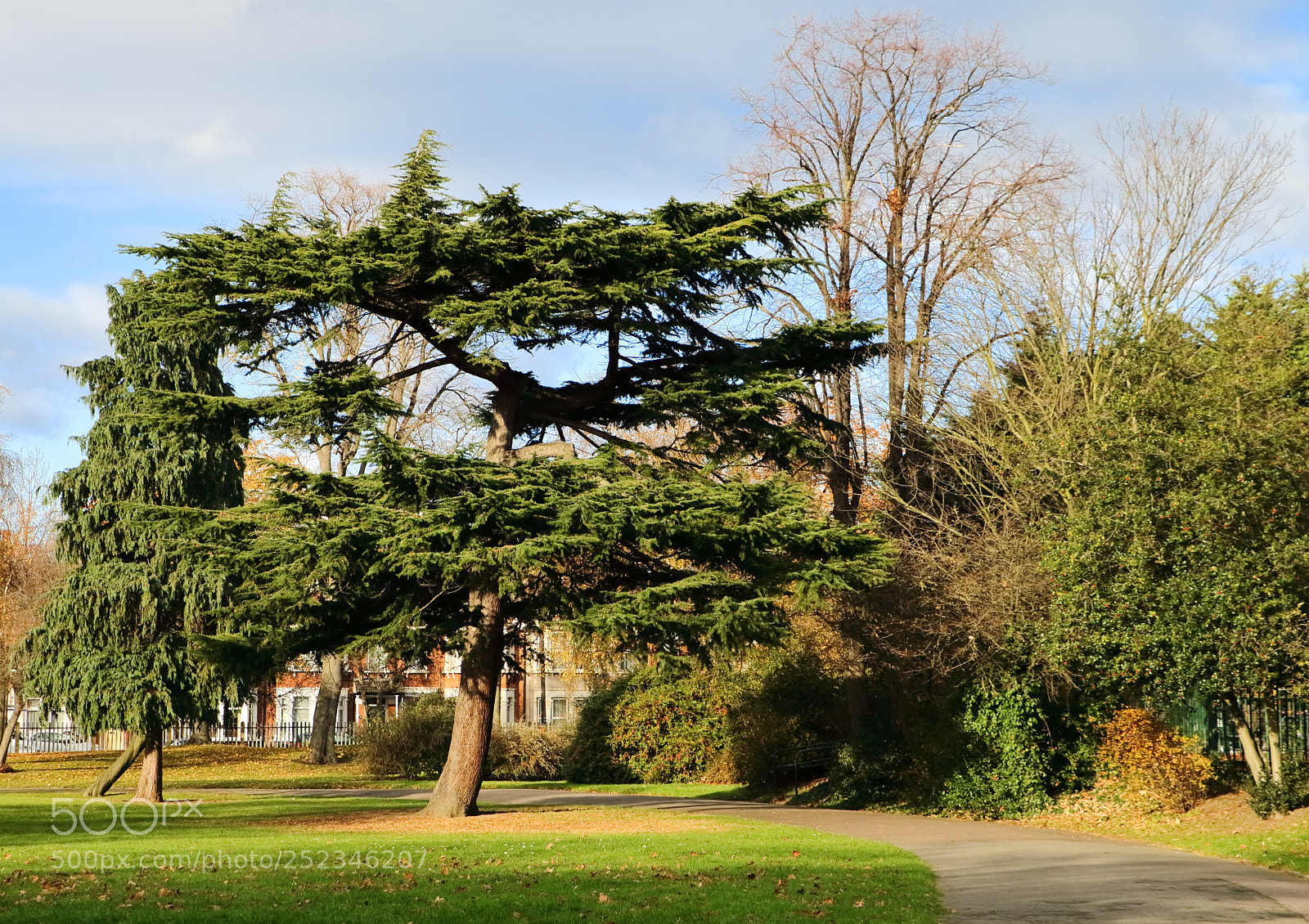 Canon EOS 70D sample photo. Pine tree on the photography