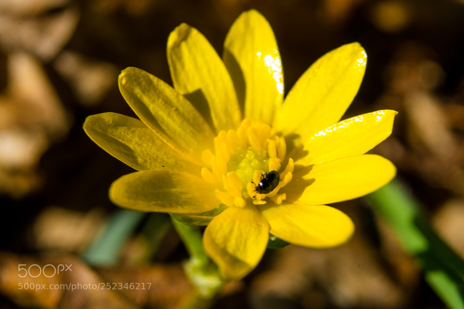 Sony a7 sample photo. Flowers - macro - 3 photography