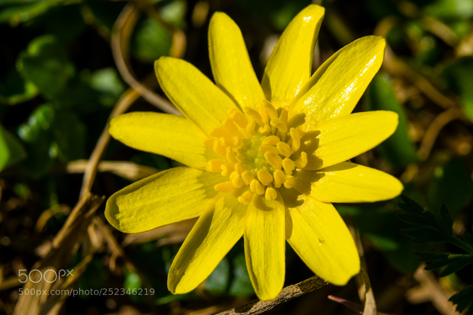 Sony a7 sample photo. Flowers - macro - 2 photography