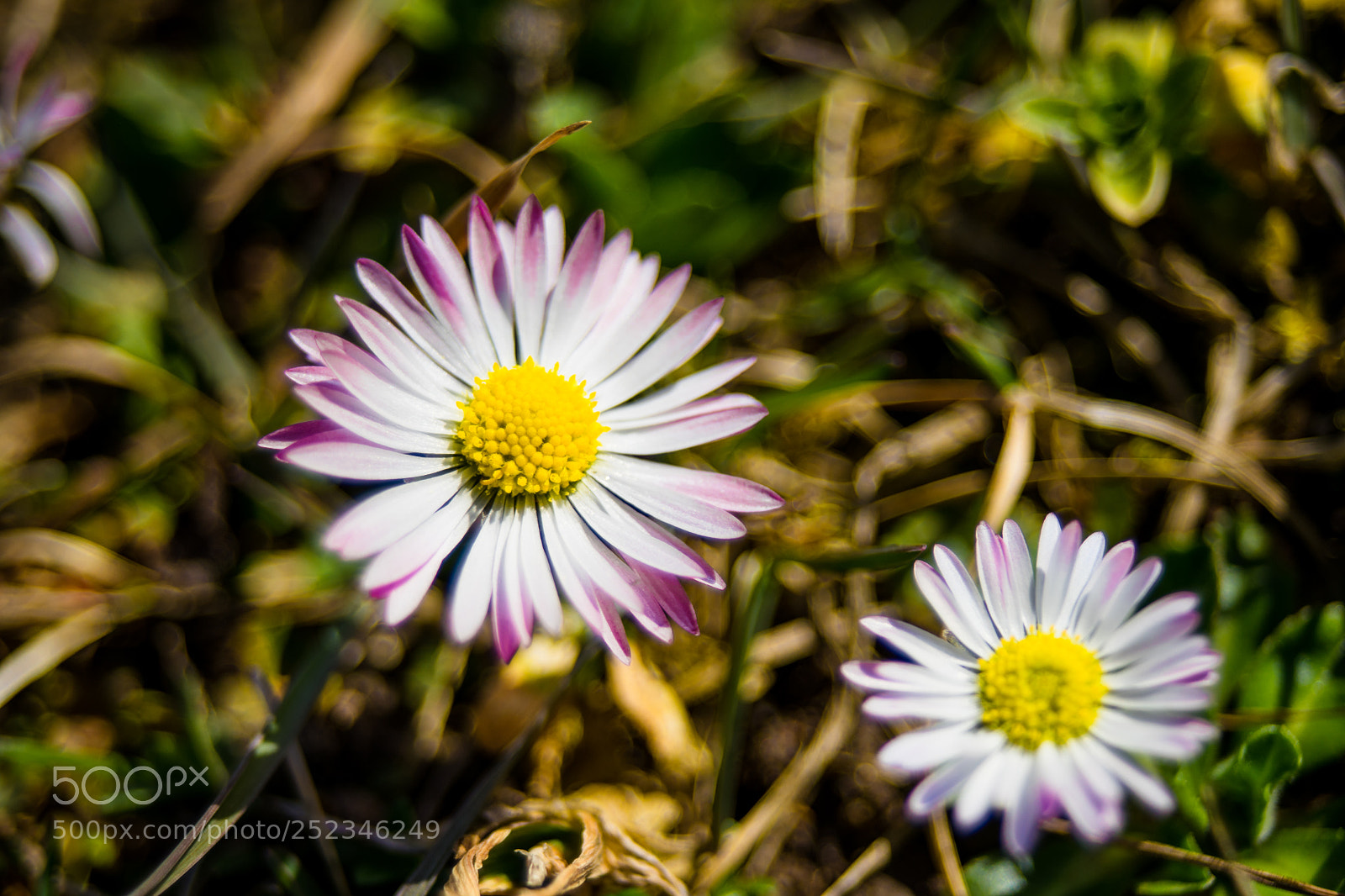 Sony a7 sample photo. Flowers - macro - 1 photography