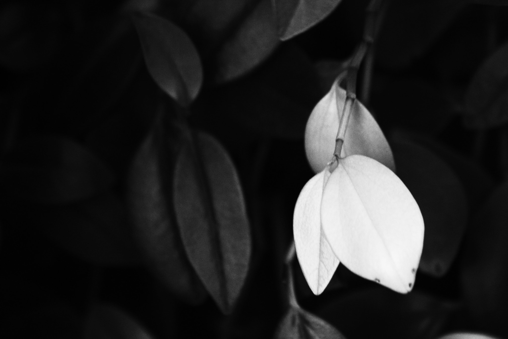 Canon EF-S 55-250mm F4-5.6 IS II sample photo. White leaves ii photography