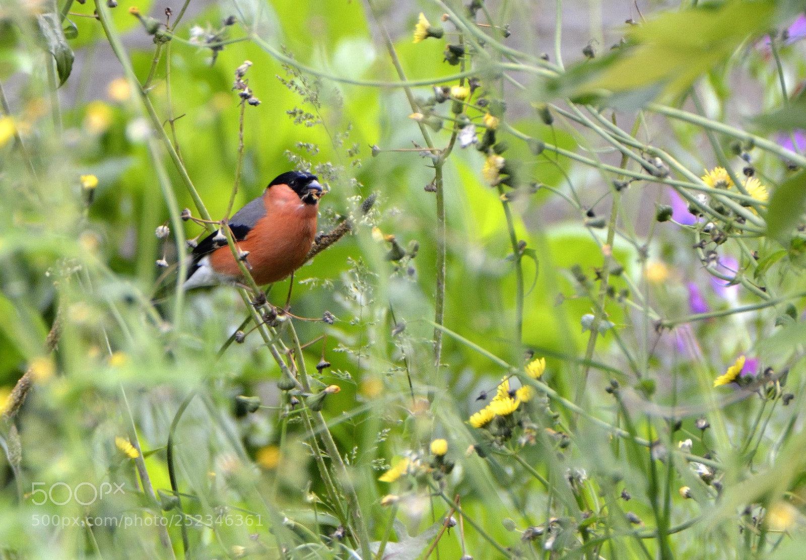 Nikon D7000 sample photo. Camachuelo desayunando. photography