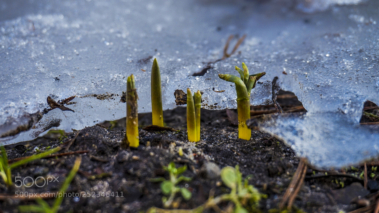 Sony Alpha a5000 (ILCE 5000) sample photo. First sprouts photography