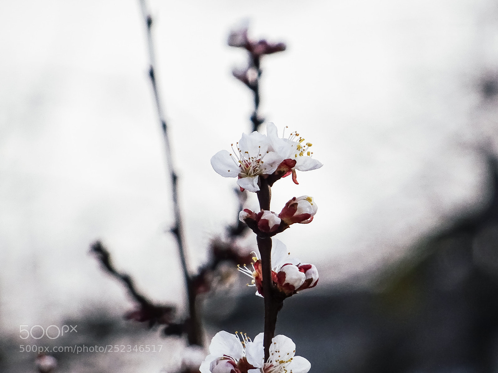 Sony DSC-HX60 sample photo. Smells like spring #3 photography