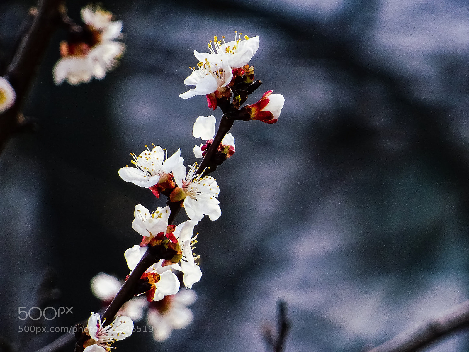 Sony DSC-HX60 sample photo. Smells like spring #2 photography
