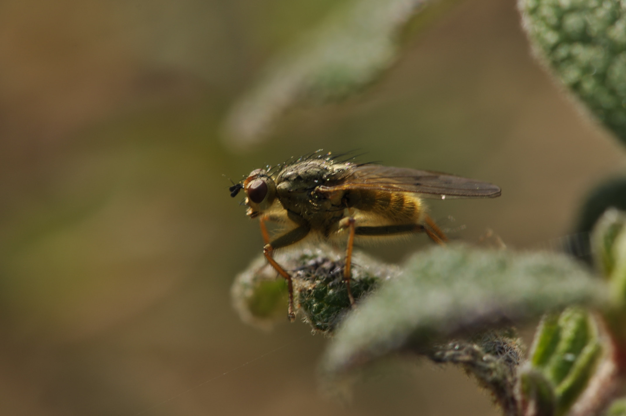 Nikon AF-S Micro-Nikkor 105mm F2.8G IF-ED VR sample photo. Fotografía macro photography