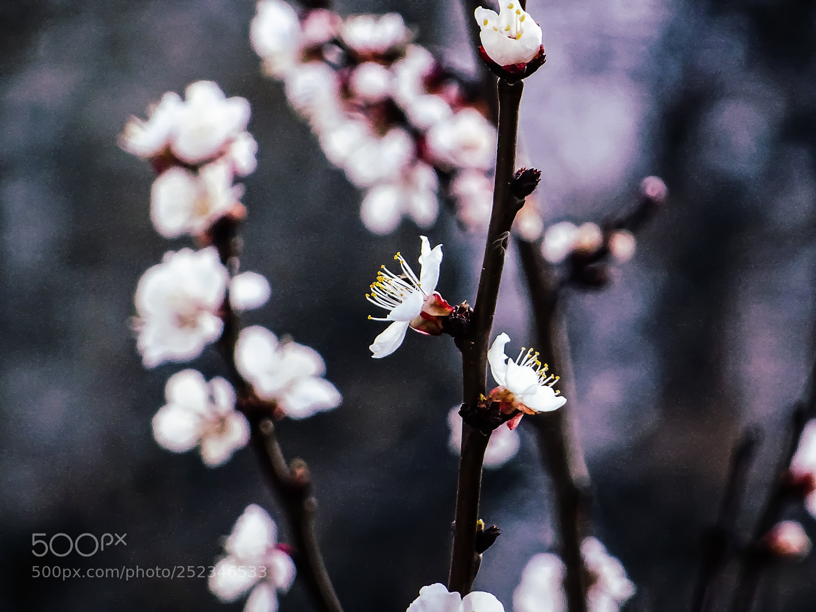 Sony DSC-HX60 sample photo. Smells like spring #4 photography