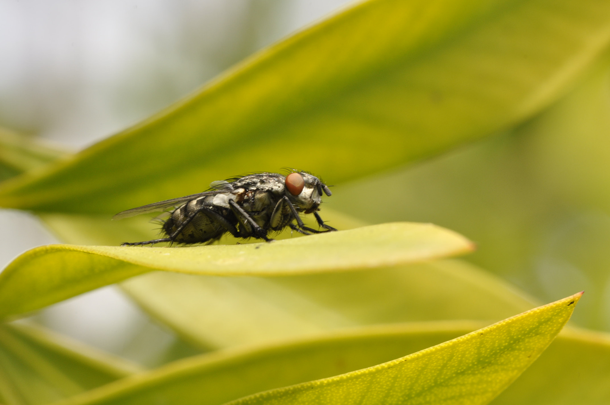 Nikon AF-S Micro-Nikkor 105mm F2.8G IF-ED VR sample photo. Fotografía macro photography