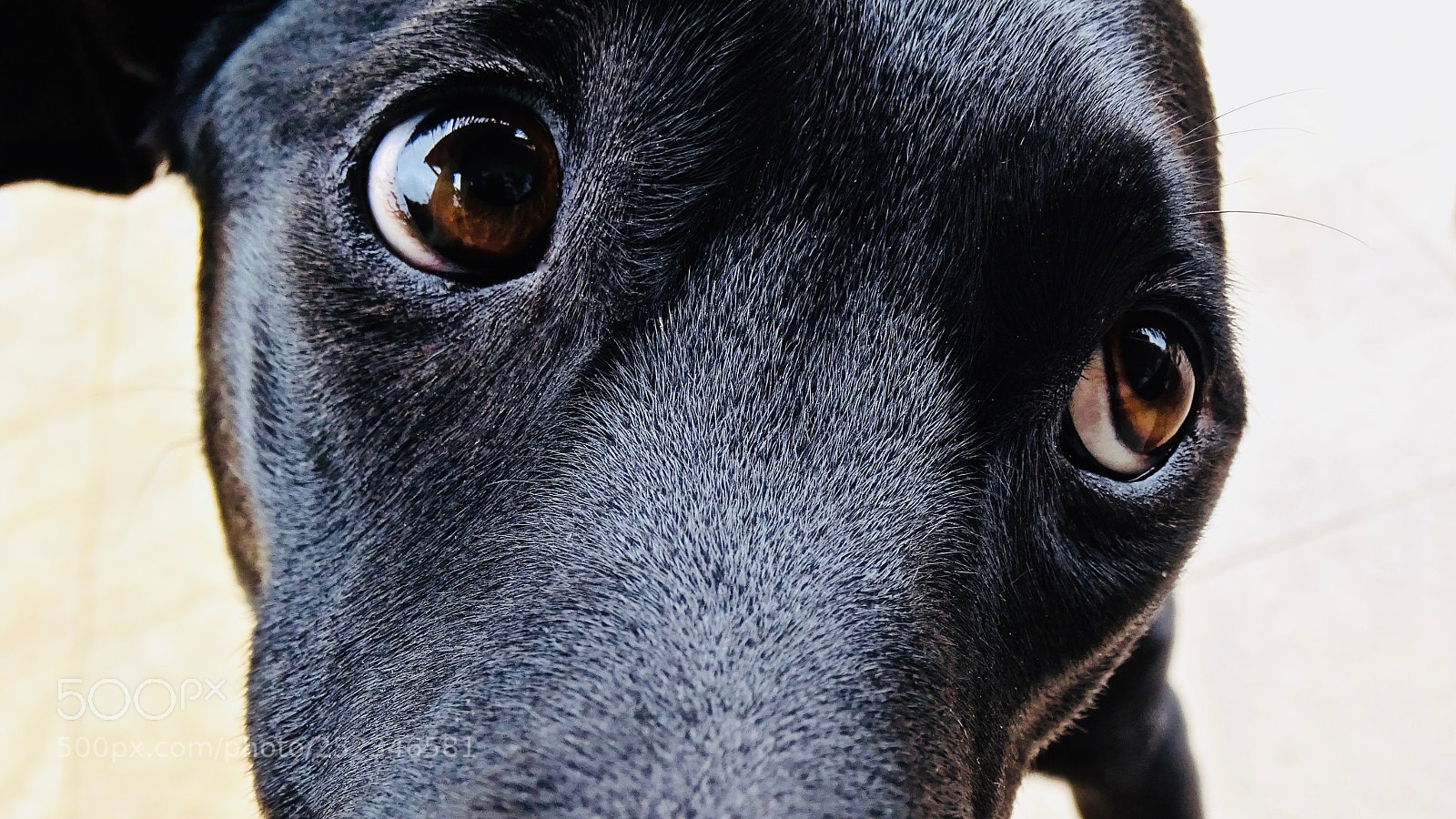 Sony Cyber-shot DSC-HX400V sample photo. My brown eyed girl photography