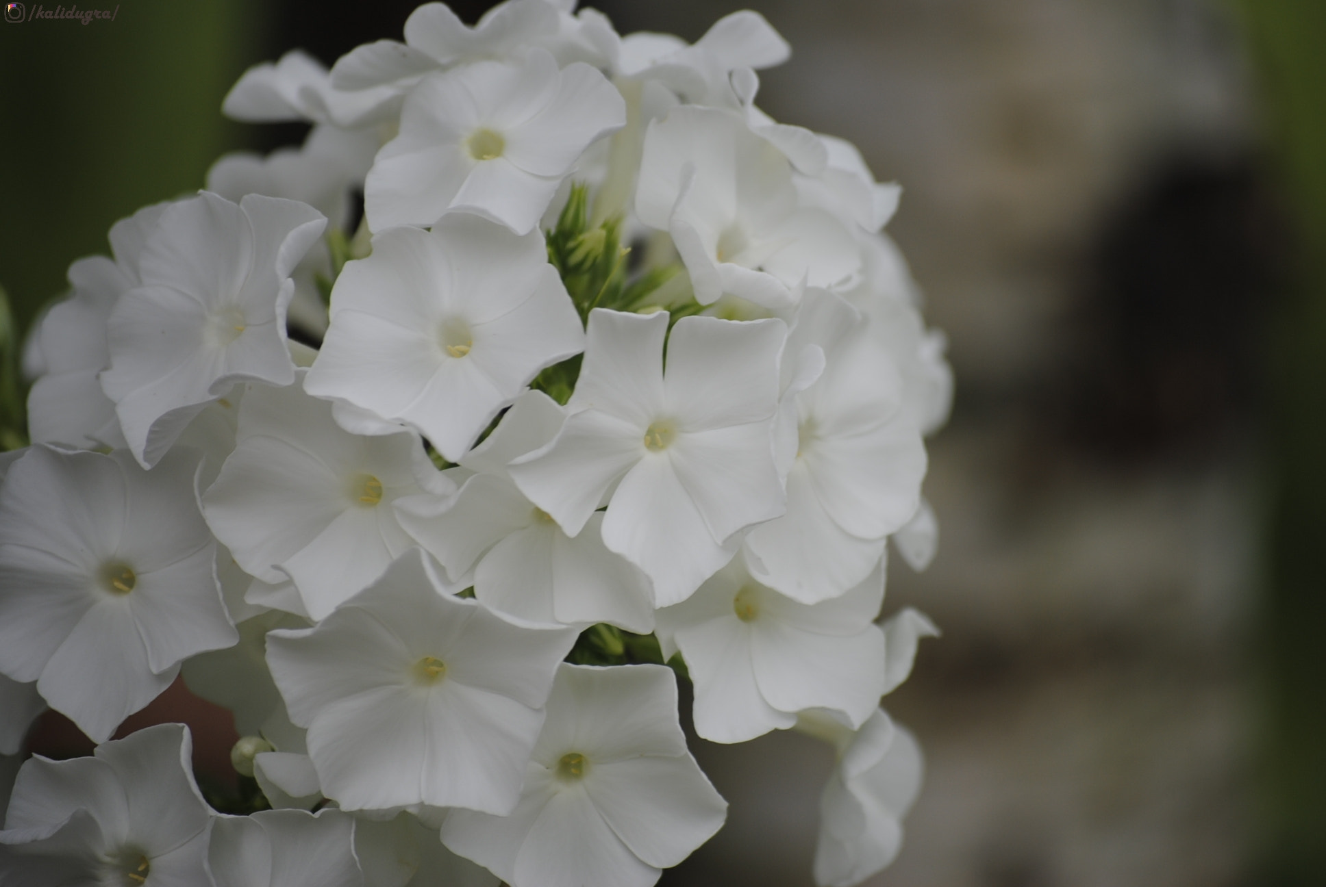 Nikon D3000 sample photo. Цветы photography
