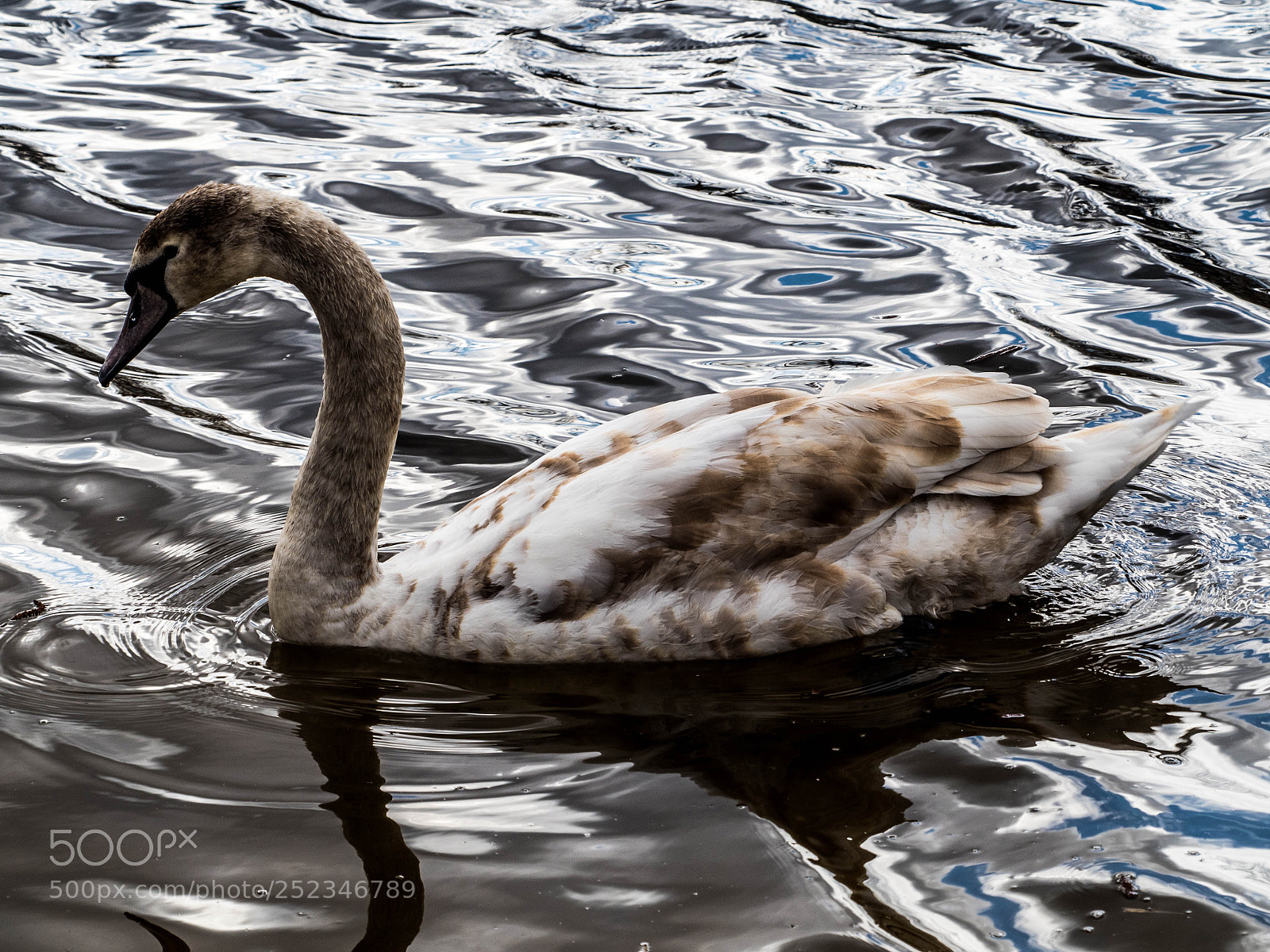 Olympus OM-D E-M5 II sample photo. Olympus digital camera photography
