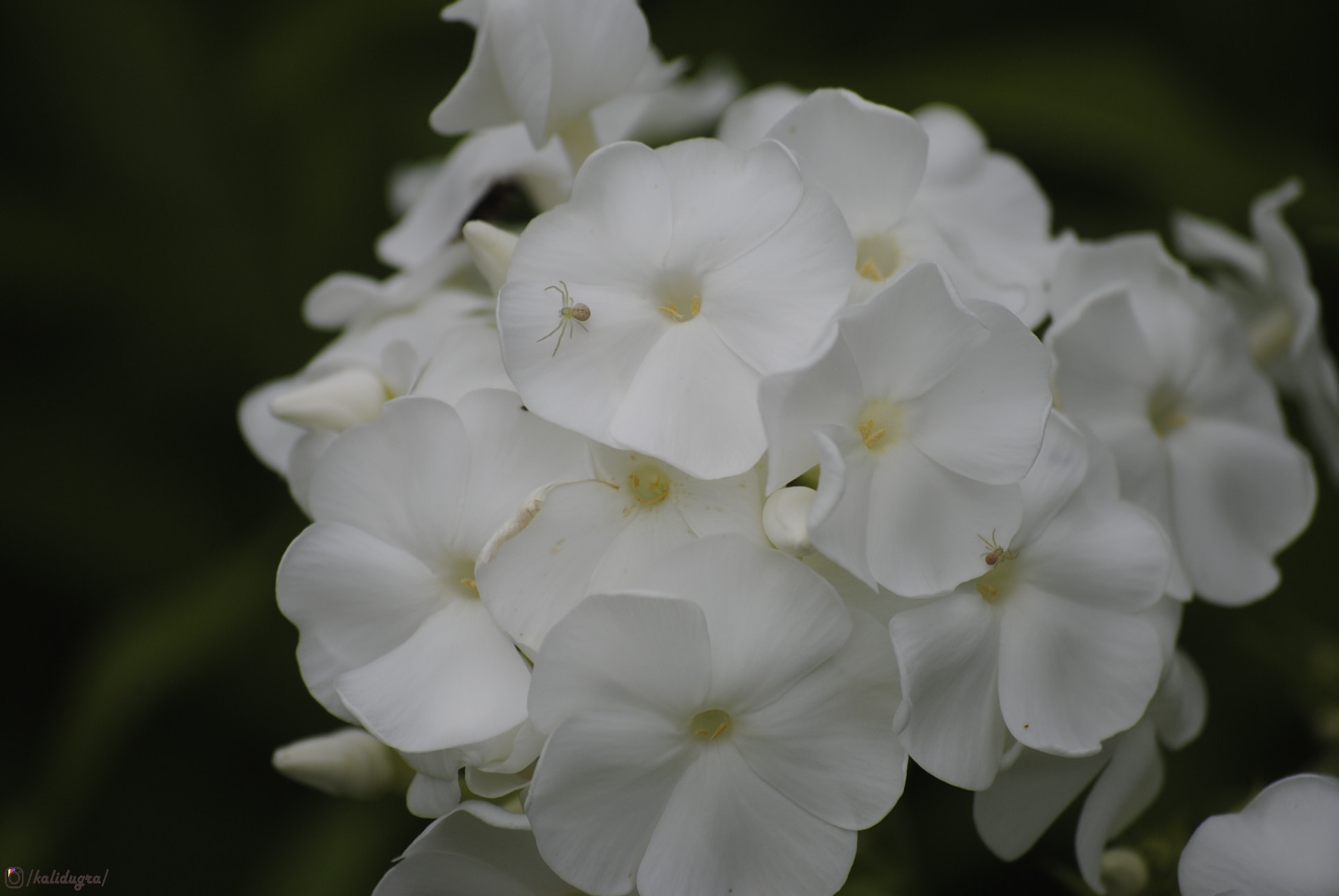 Nikon D3000 sample photo. Цветы photography