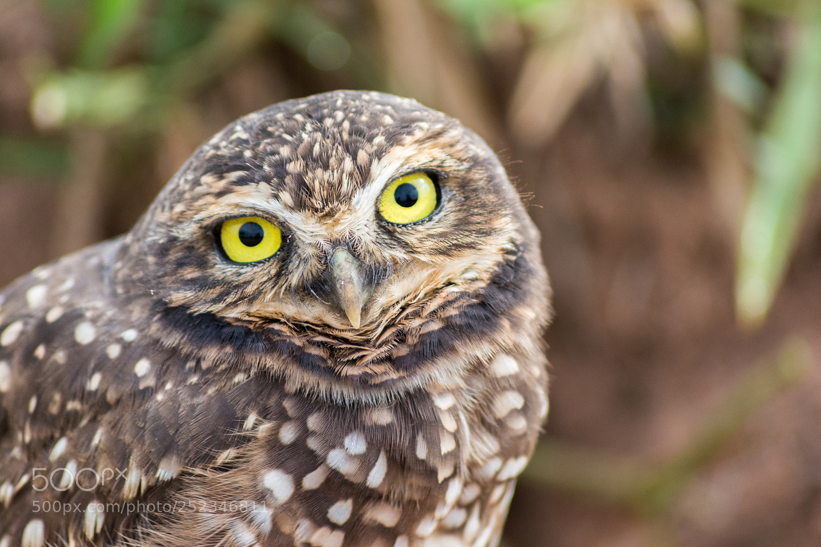 Nikon D5200 sample photo. Owl photography