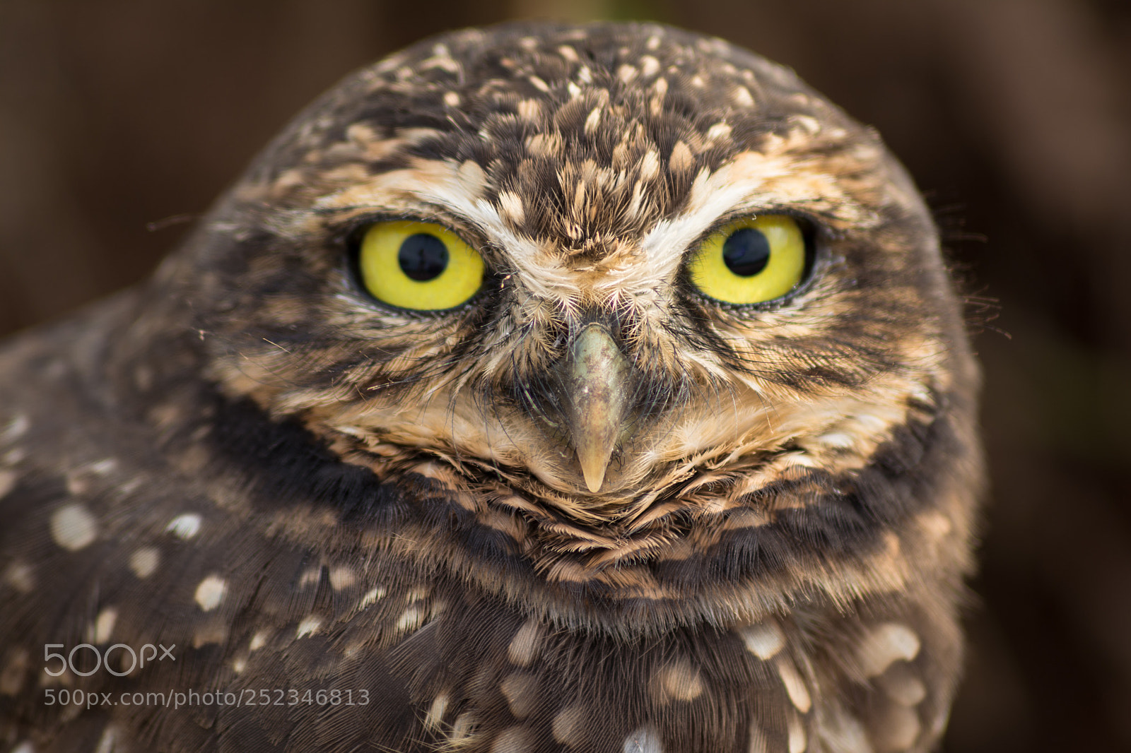 Nikon D5200 sample photo. Owl photography
